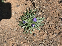 Aptosimum procumbens