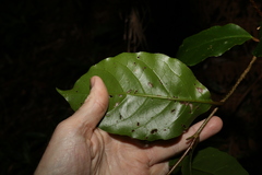 Pennantia cunninghamii