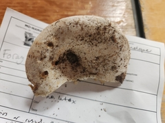 Russula brevipes acrior