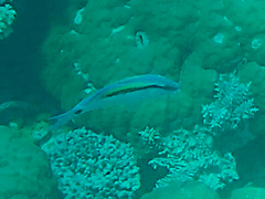 Parupeneus barberinus