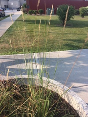 Calamagrostis × acutiflora