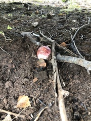 Stropharia rugosoannulata