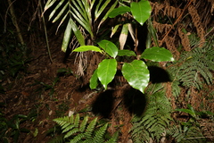 Pennantia cunninghamii