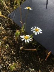 Brachyscome ciliaris