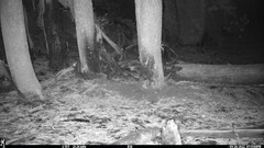 Glaucomys oregonensis