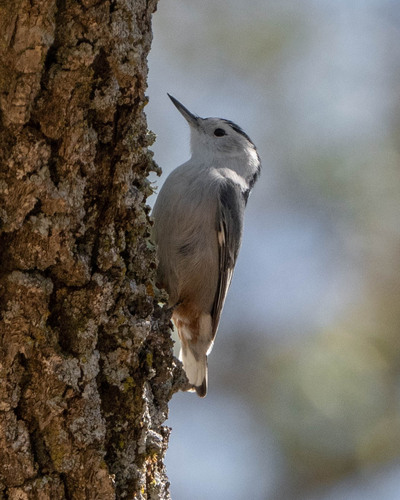 iNaturalist observation photo of White-breasted Nuthatch