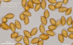 Cortinarius atkinsonianus