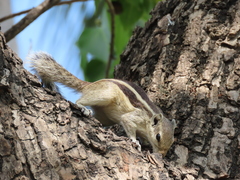 Funambulus pennantii