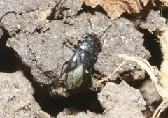 Geocoris atricolor