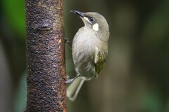 Meliphaga lewinii