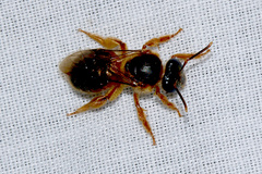 Reepenia bituberculata