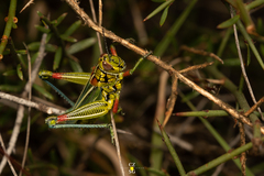 Hesperotettix viridis