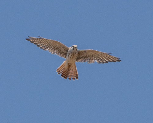 iNaturalist observation photo of American Kestrel