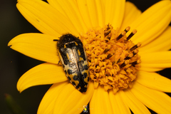 Acmaeodera scalaris