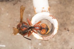 Delta unguiculatum