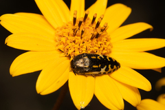 Acmaeodera scalaris