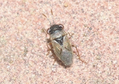 Geocoris
