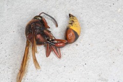 Delta unguiculatum