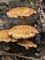 Pholiota