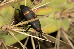 Cactophagus spinolae