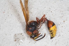Delta unguiculatum