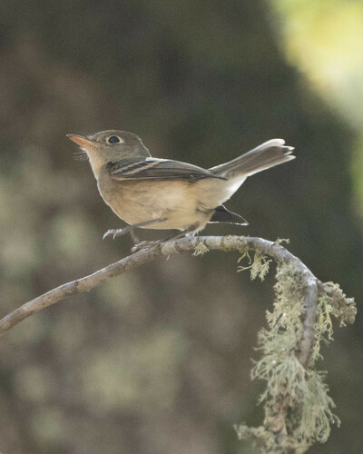 iNaturalist observation photo of Western Flycatcher