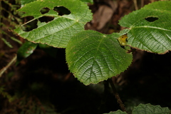 Dendrocnide