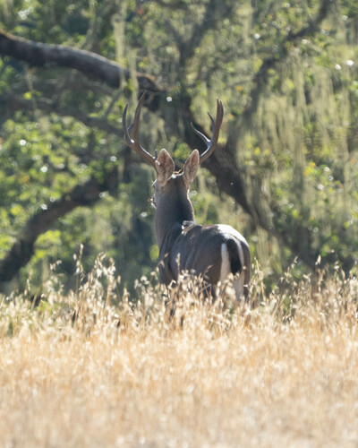 iNaturalist observation photo of Mule Deer