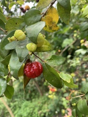 Eugenia uniflora