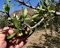 Diospyros lycioides