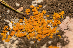 Candelariella
