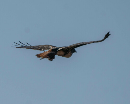 iNaturalist observation photo of Red-tailed Hawk