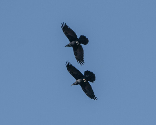 iNaturalist observation photo of Common Raven