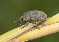 Larinus minutus