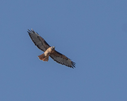 iNaturalist observation photo of Red-tailed Hawk