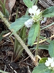 Croton glandulosus