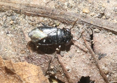 Geocoris atricolor