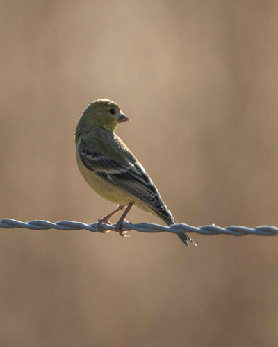 iNaturalist observation photo of Lesser Goldfinch