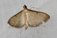 Bradina admixtalis