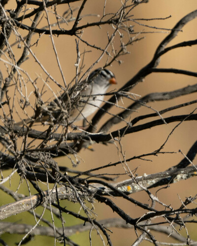 iNaturalist observation photo of White-crowned Sparrow