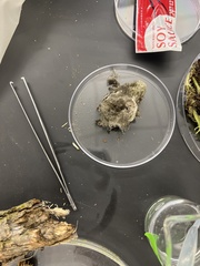 Phycomyces