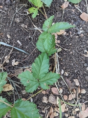 Rubus trivialis