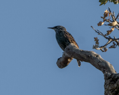 iNaturalist observation photo of European Starling