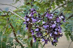 Machaerium aculeatum