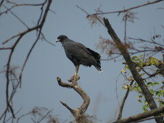 Buteogallus urubitinga
