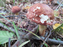 Xanthoconium purpureum
