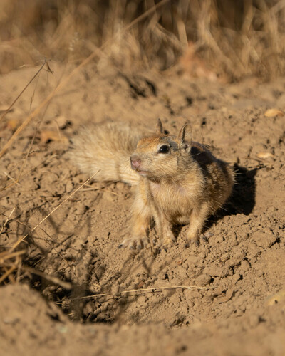 iNaturalist observation photo of California Ground Squirrel