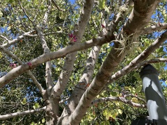 Cercis canadensis texensis