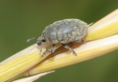 Larinus minutus