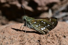 Hesperia woodgatei